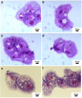 Experimental Inoculation in Rats and Mice by the Giant Marseillevirus Leads to Long-Term Detection of Virus